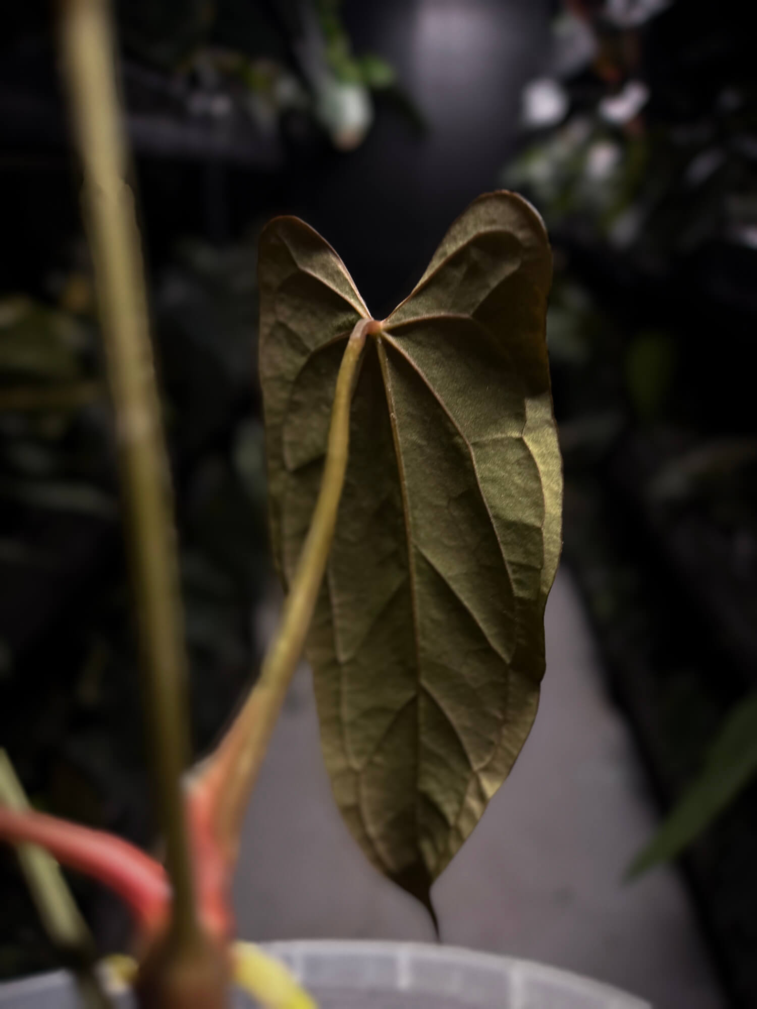 Anthurium #Malphas