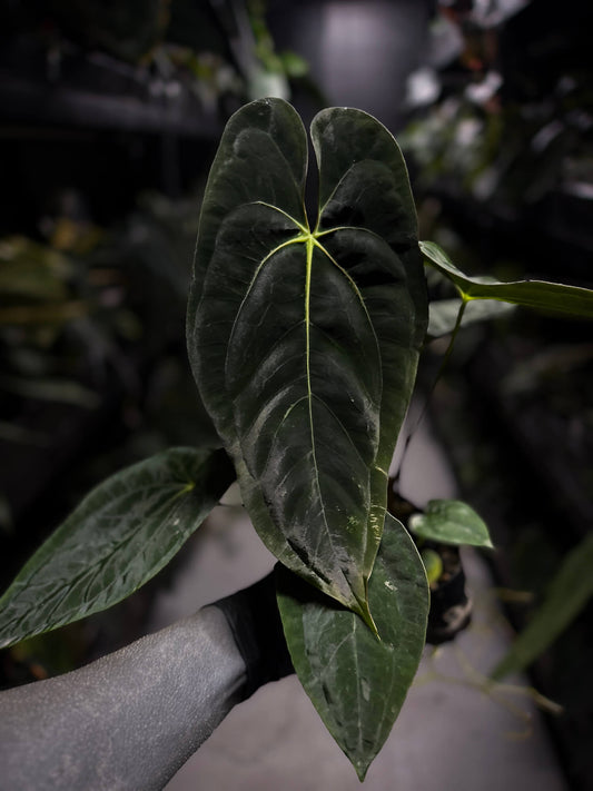 Anthurium papillilaminum 'MDB' x 'RA8'