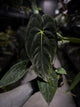 Anthurium papillilaminum 'MDB' x 'RA8'