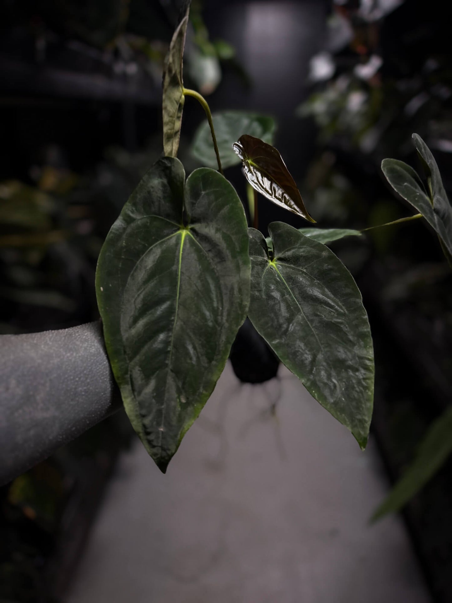 Anthurium papillilaminum 'MDB' x 'RA8'