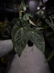 Anthurium papillilaminum 'MDB' x 'RA8'