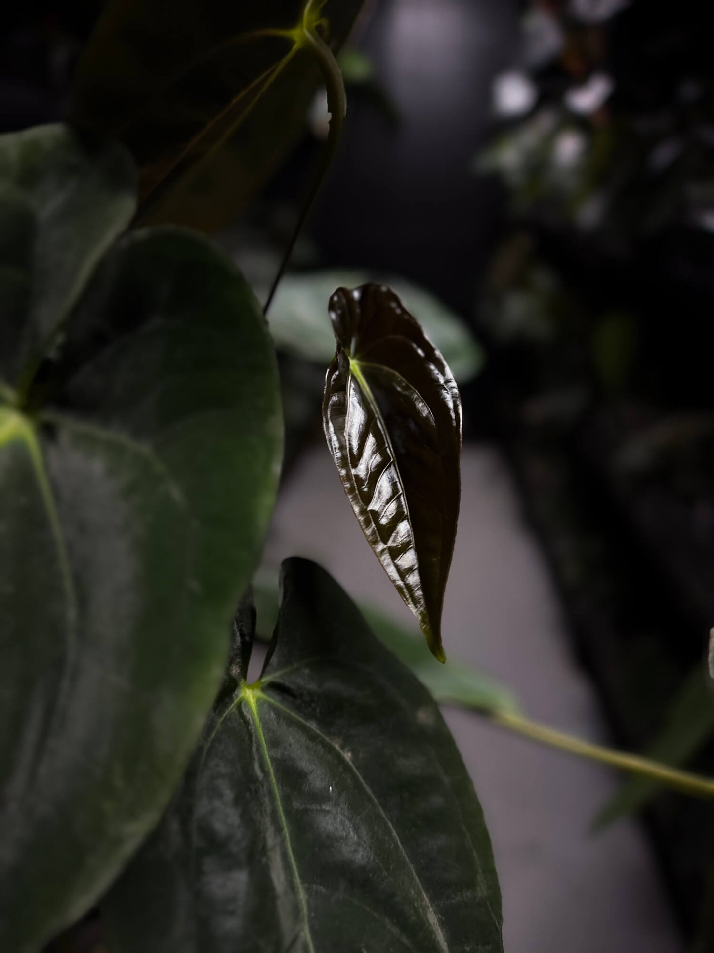 Anthurium papillilaminum 'MDB' x 'RA8'