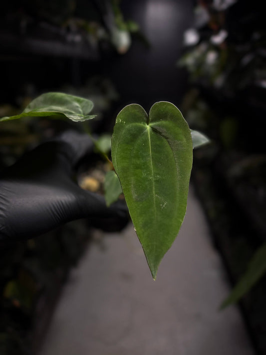 Anthurium papillilaminum 'RA6' x antolakii / 'BVEP' ('Round x RA')