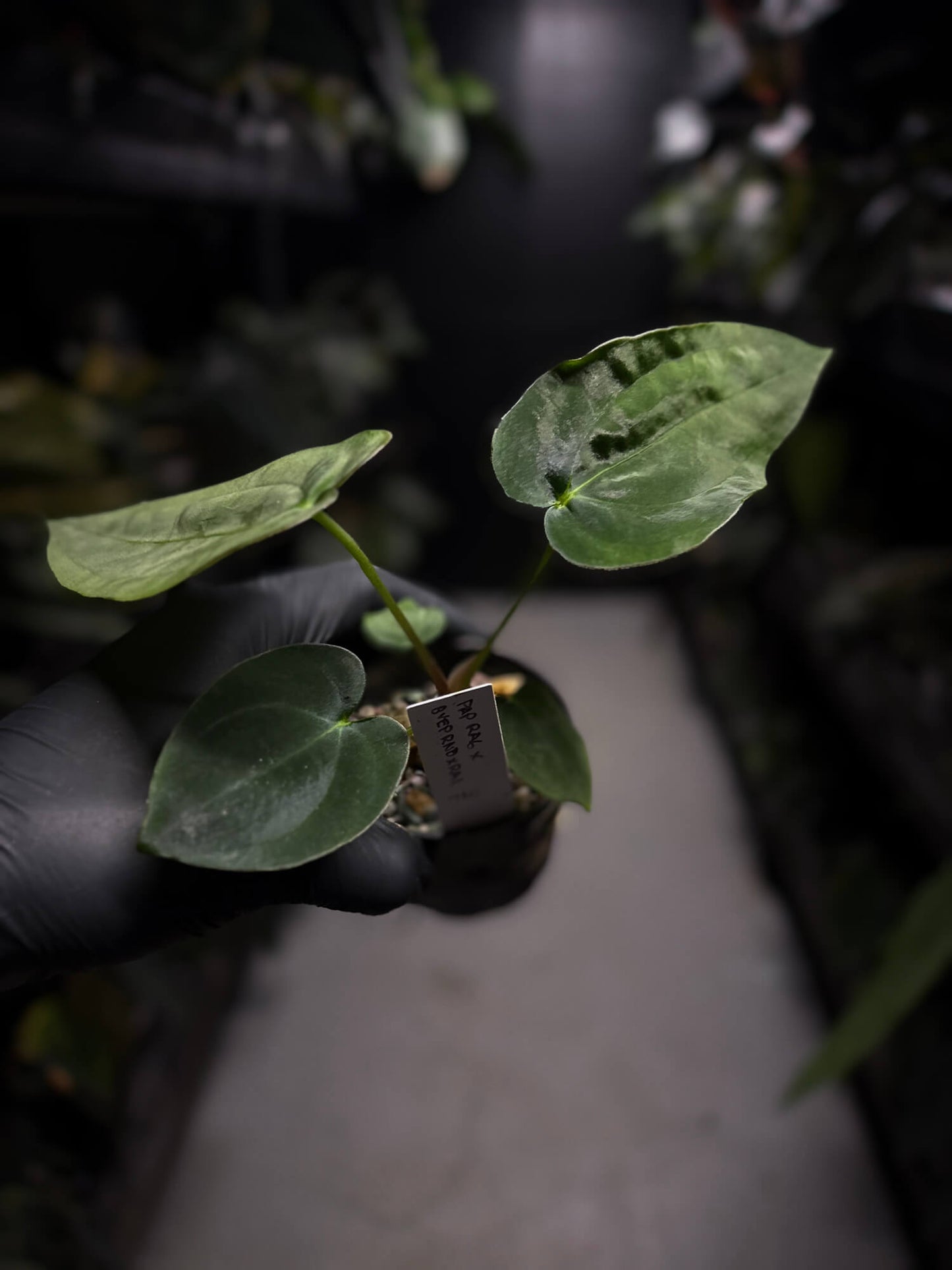 Anthurium papillilaminum 'RA6' x antolakii / 'BVEP' ('Round x RA')