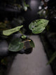 Anthurium papillilaminum 'RA6' x antolakii / 'BVEP' ('Round x RA')