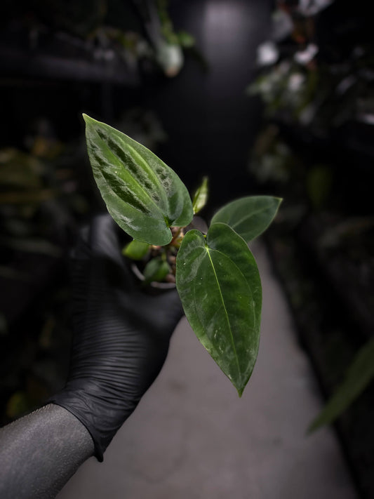 Anthurium papillilaminum 'RA6' x antolakii / 'BVEP' ('Round x RA')