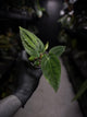 Anthurium papillilaminum 'RA6' x antolakii / 'BVEP' ('Round x RA')