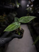 Anthurium papillilaminum 'RA6' x antolakii / 'BVEP' ('Round x RA')