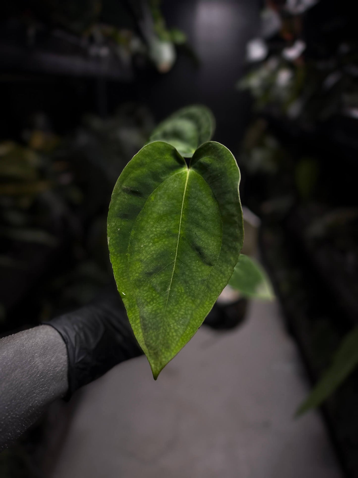 Anthurium papillilaminum 'RA6' x antolakii / 'BVEP' ('Round x RA')