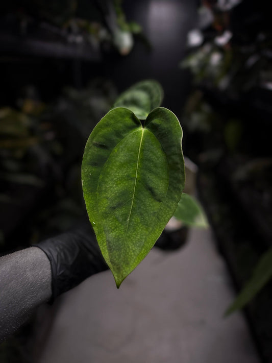 Anthurium papillilaminum 'RA6' x antolakii / 'BVEP' ('Round x RA')