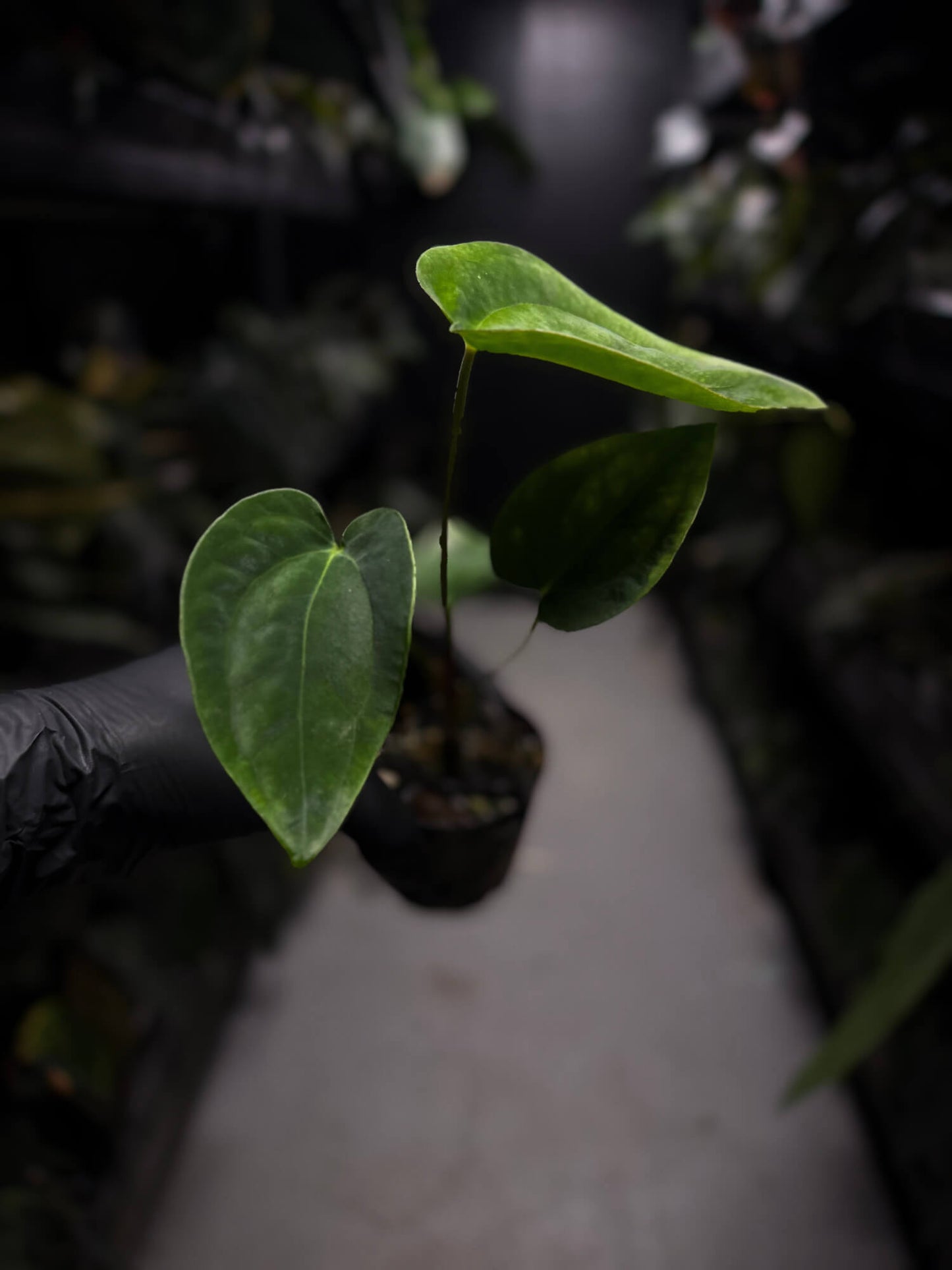 Anthurium papillilaminum 'RA6' x antolakii / 'BVEP' ('Round x RA')