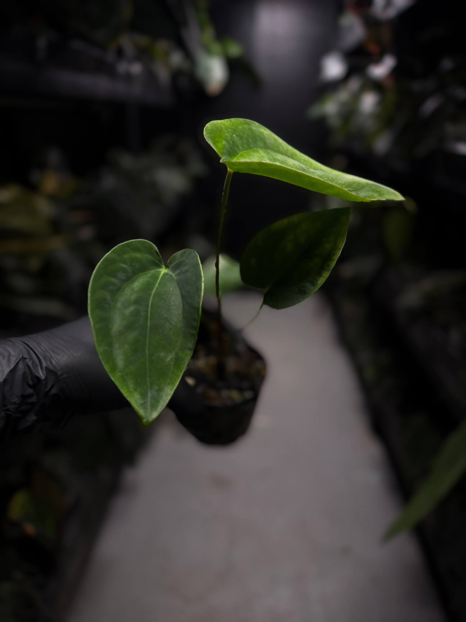 Anthurium papillilaminum 'RA6' x antolakii / 'BVEP' ('Round x RA')