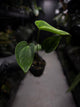 Anthurium papillilaminum 'RA6' x antolakii / 'BVEP' ('Round x RA')