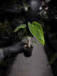 Anthurium papillilaminum 'RA6' x antolakii / 'BVEP' ('Round x RA')