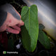 Anthurium bernalii • extremely rare