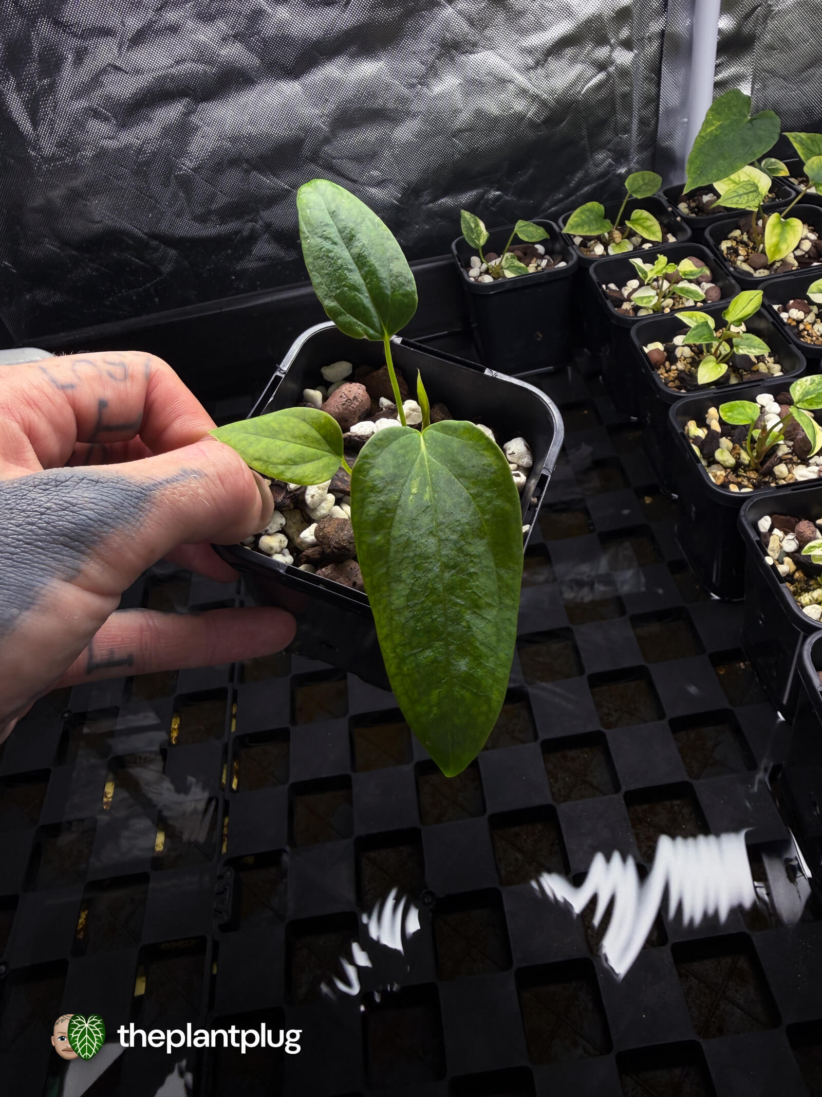 Anthurium Twin Phoenix x (subsignatum x papillilaminum