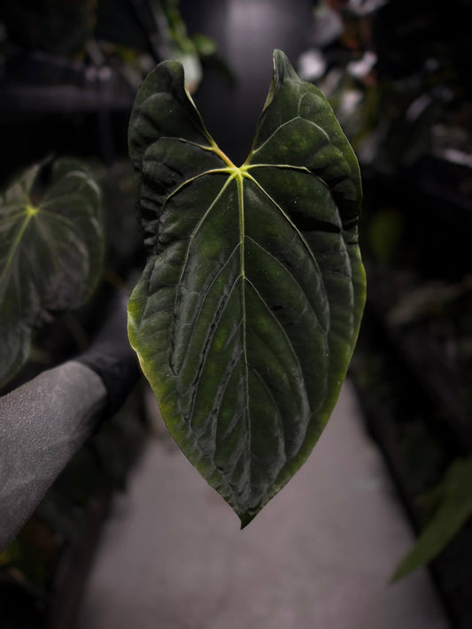 Anthurium #PLUG003 • XL Plant