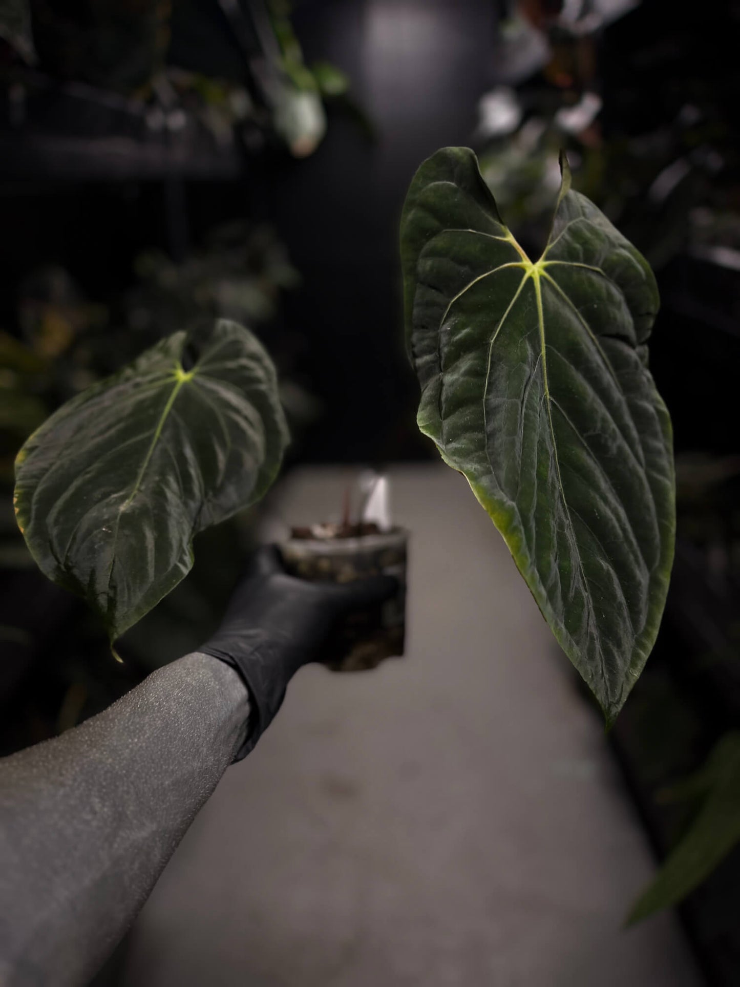 Anthurium #PLUG003 • XL Plant
