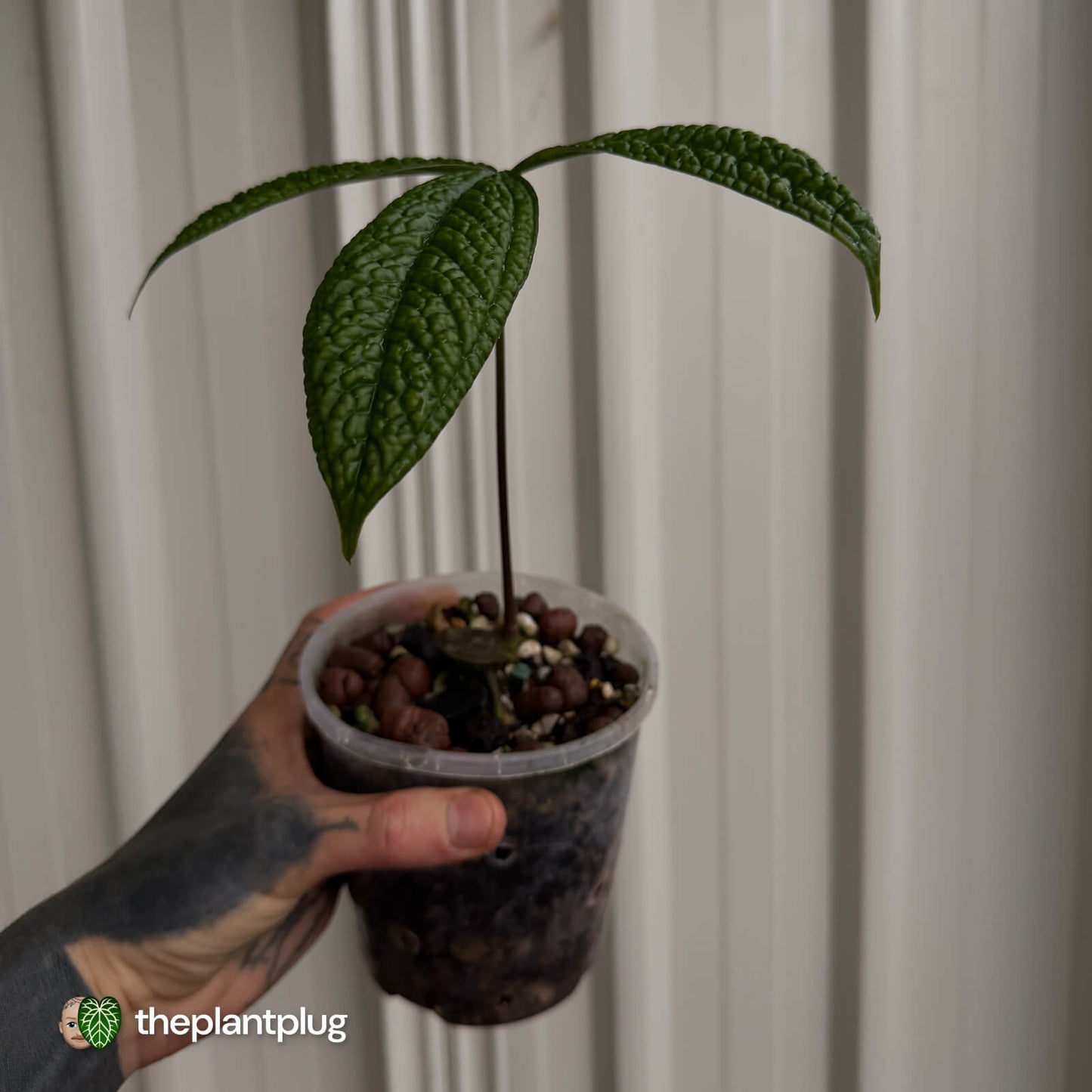 Anthurium sp. 'Crocodile Fingers' 🦄