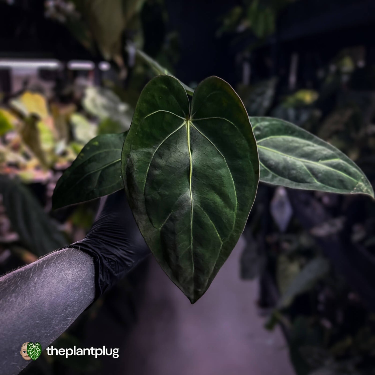 Anthurium (carlablackiae x dressleri) x carlablackiae