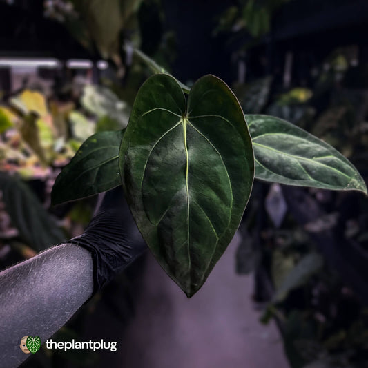 Anthurium (carlablackiae x dressleri) x carlablackiae