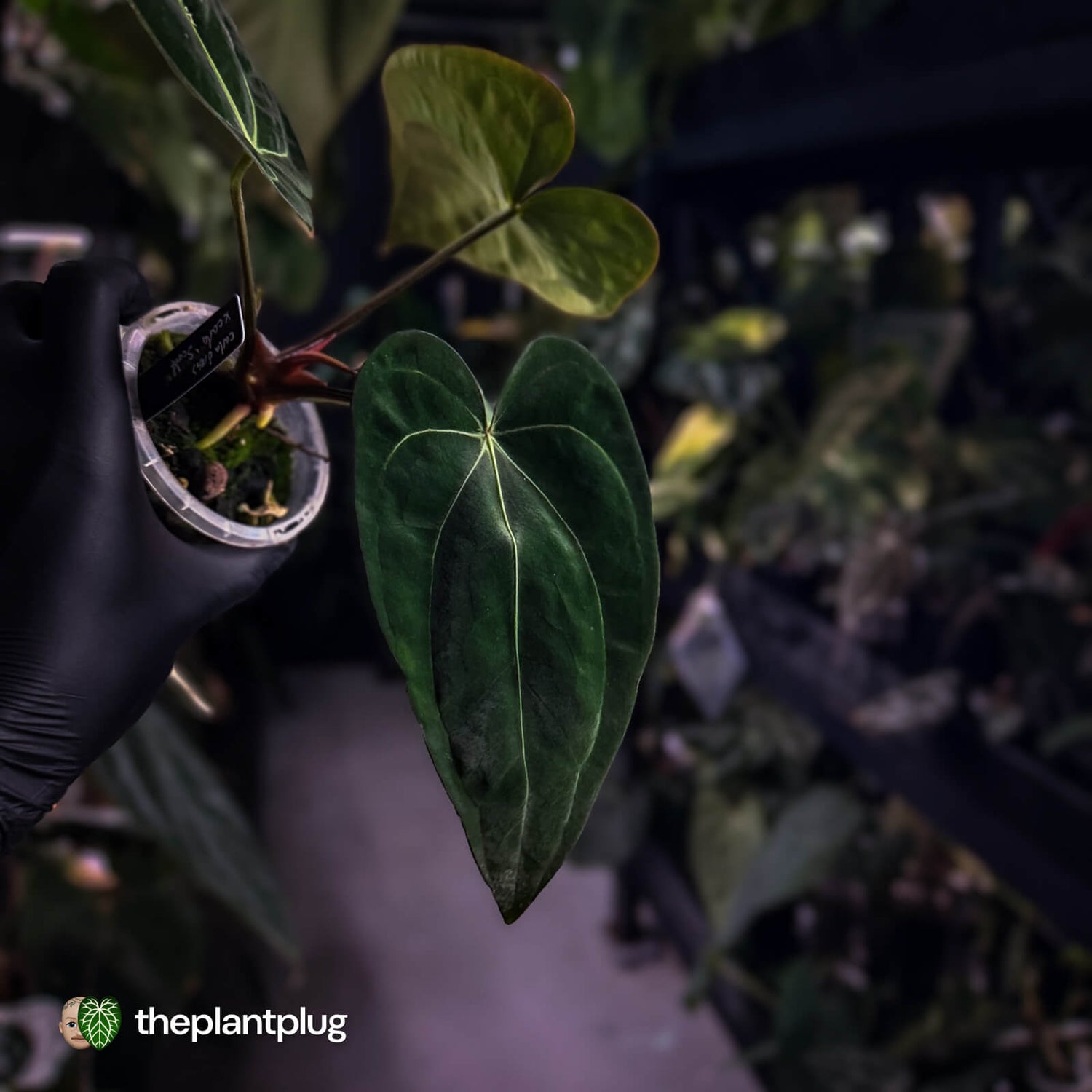 Anthurium (carlablackiae x dressleri) x carlablackiae