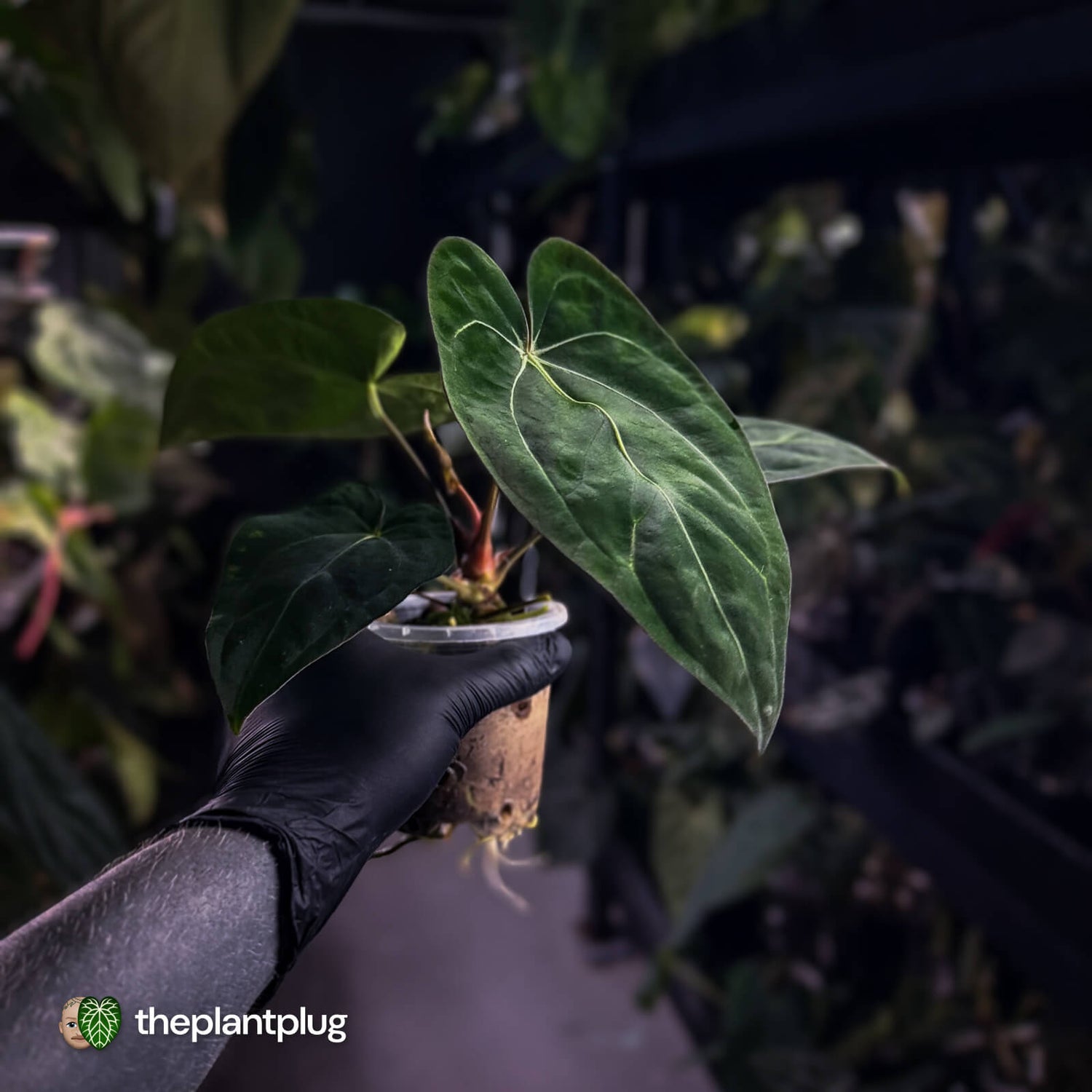 Anthurium (carlablackiae x dressleri) x carlablackiae