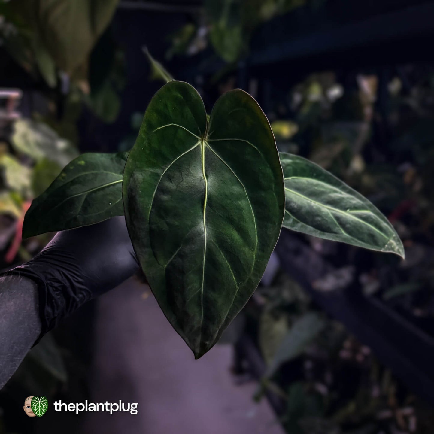 Anthurium (carlablackiae x dressleri) x carlablackiae