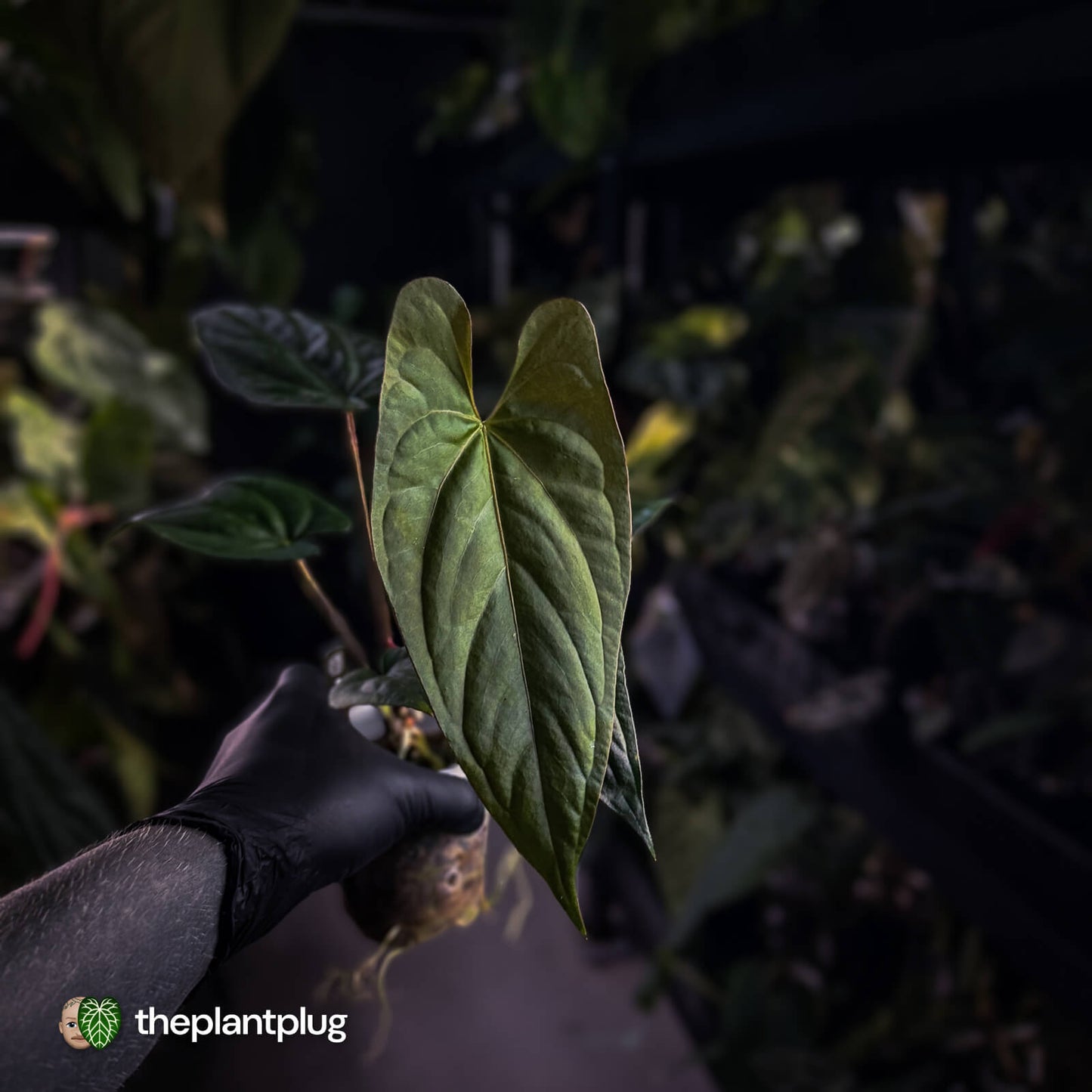 Anthurium sp. 'Silver Peru' x (pap x dress) 🎆