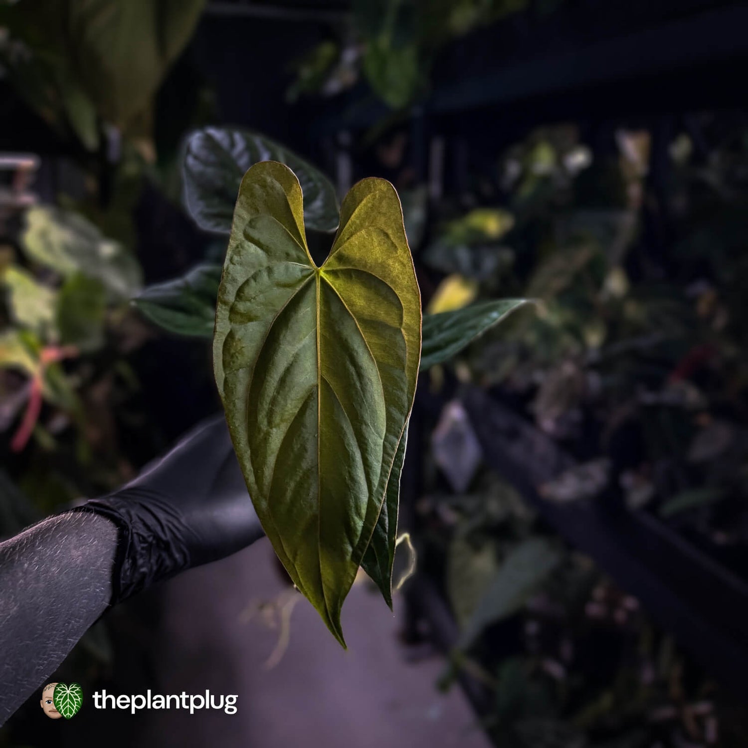 Anthurium sp. 'Silver Peru' x (pap x dress) 🎆