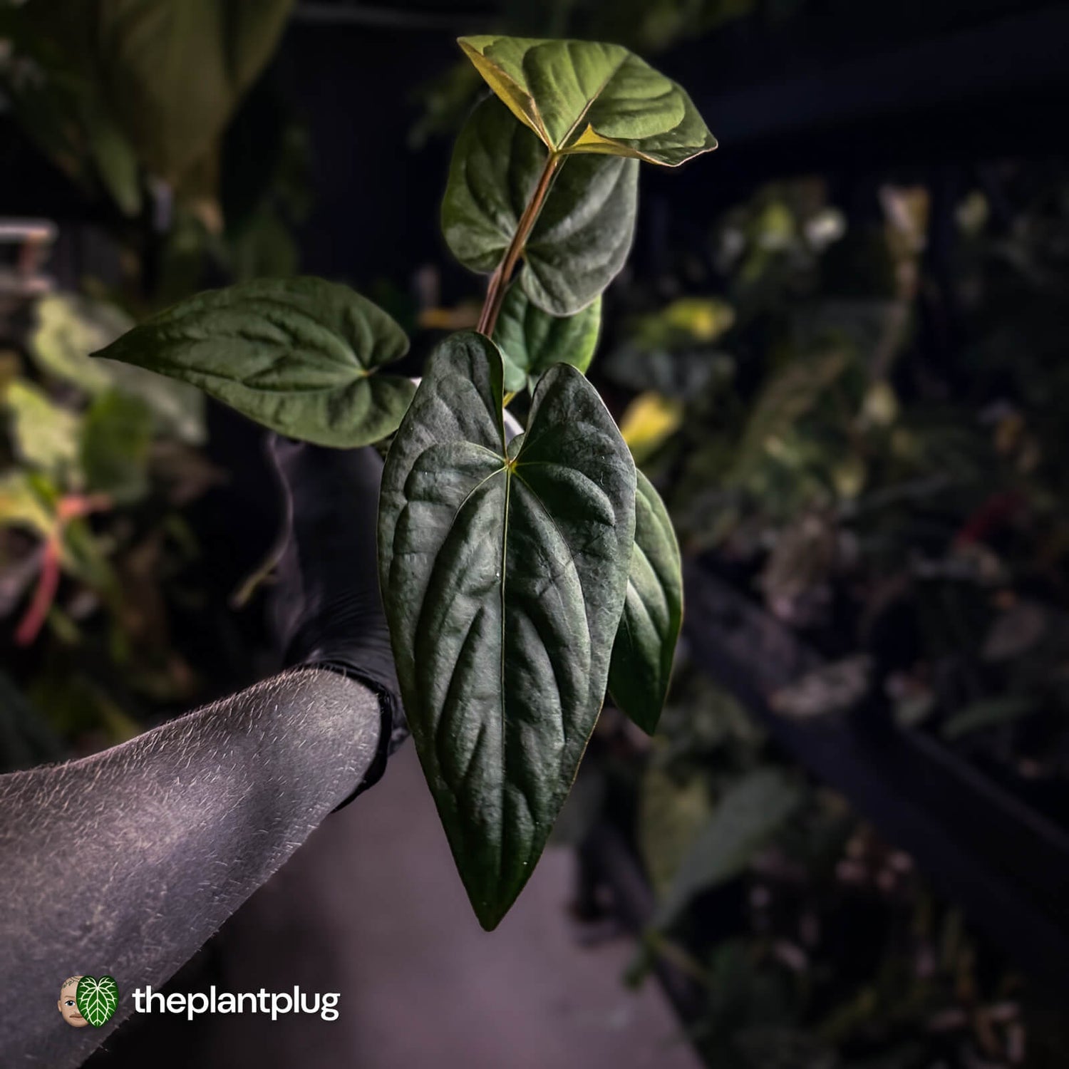 Anthurium sp. 'Silver Peru' x (pap x dress) 🎆