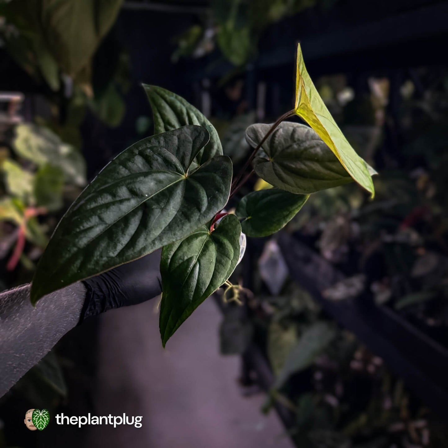 Anthurium sp. 'Silver Peru' x (pap x dress) 🎆