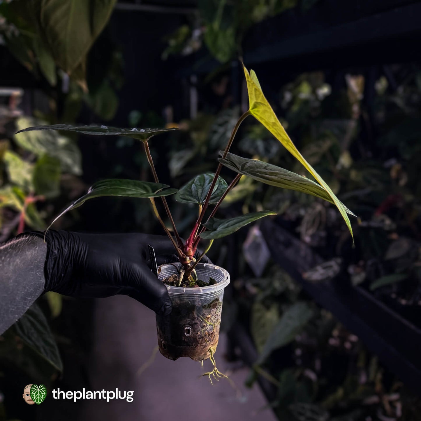 Anthurium sp. 'Silver Peru' x (pap x dress) 🎆