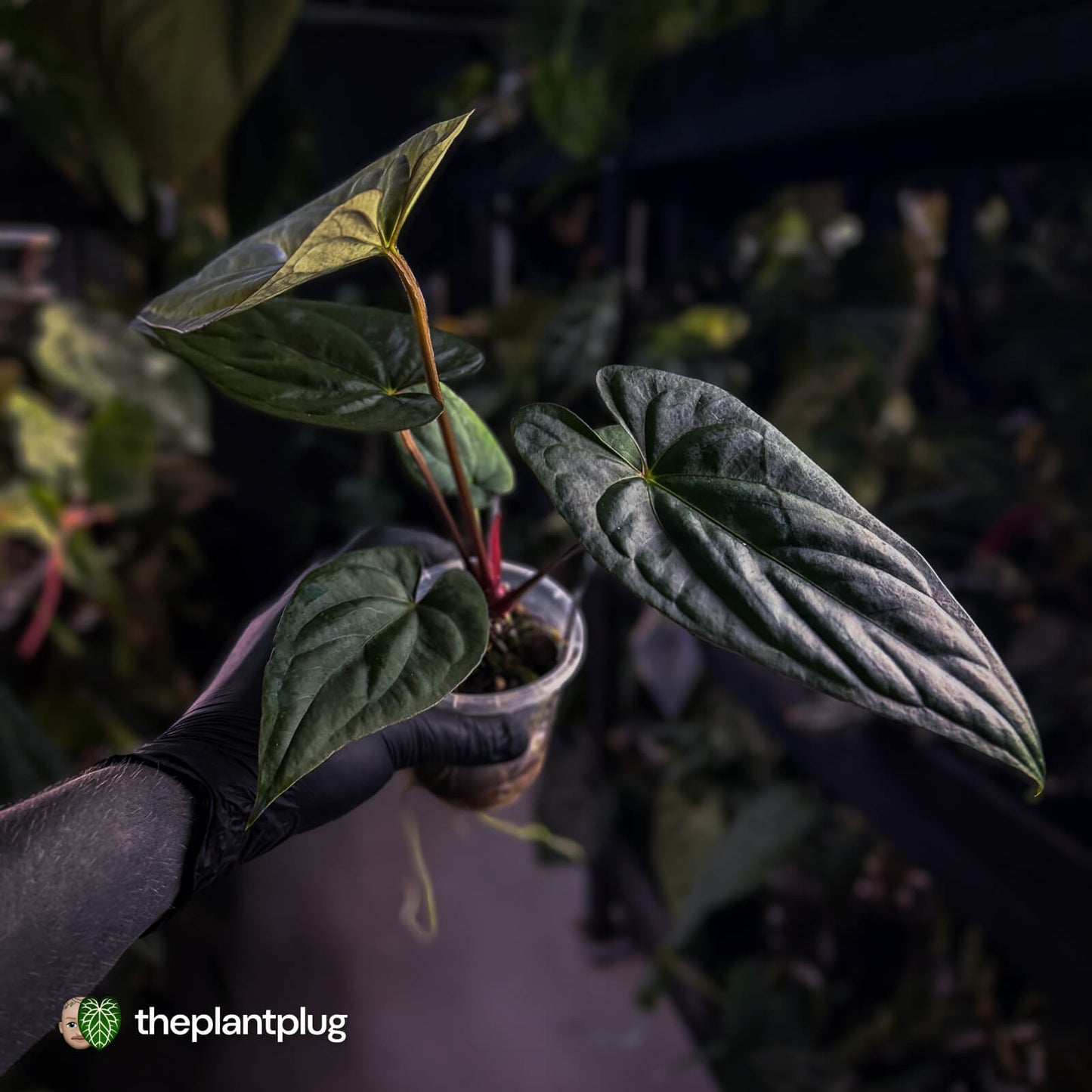 Anthurium sp. 'Silver Peru' x (pap x dress) 🎆