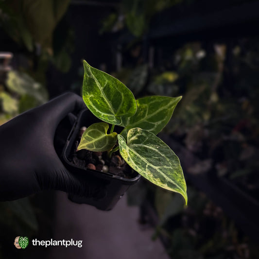 Anthurium crystallinum hybrid • variegated ✨