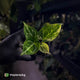 Anthurium crystallinum hybrid • variegated ✨