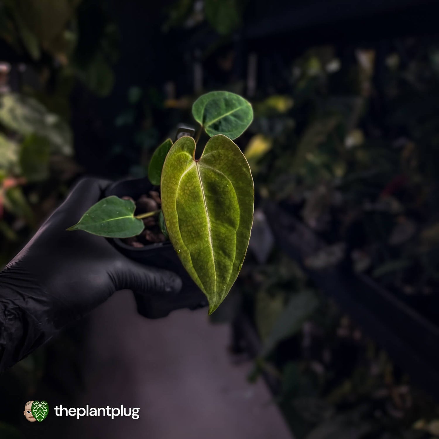 Anthurium (regale x SKGx) x besseae aff • first release 🤩