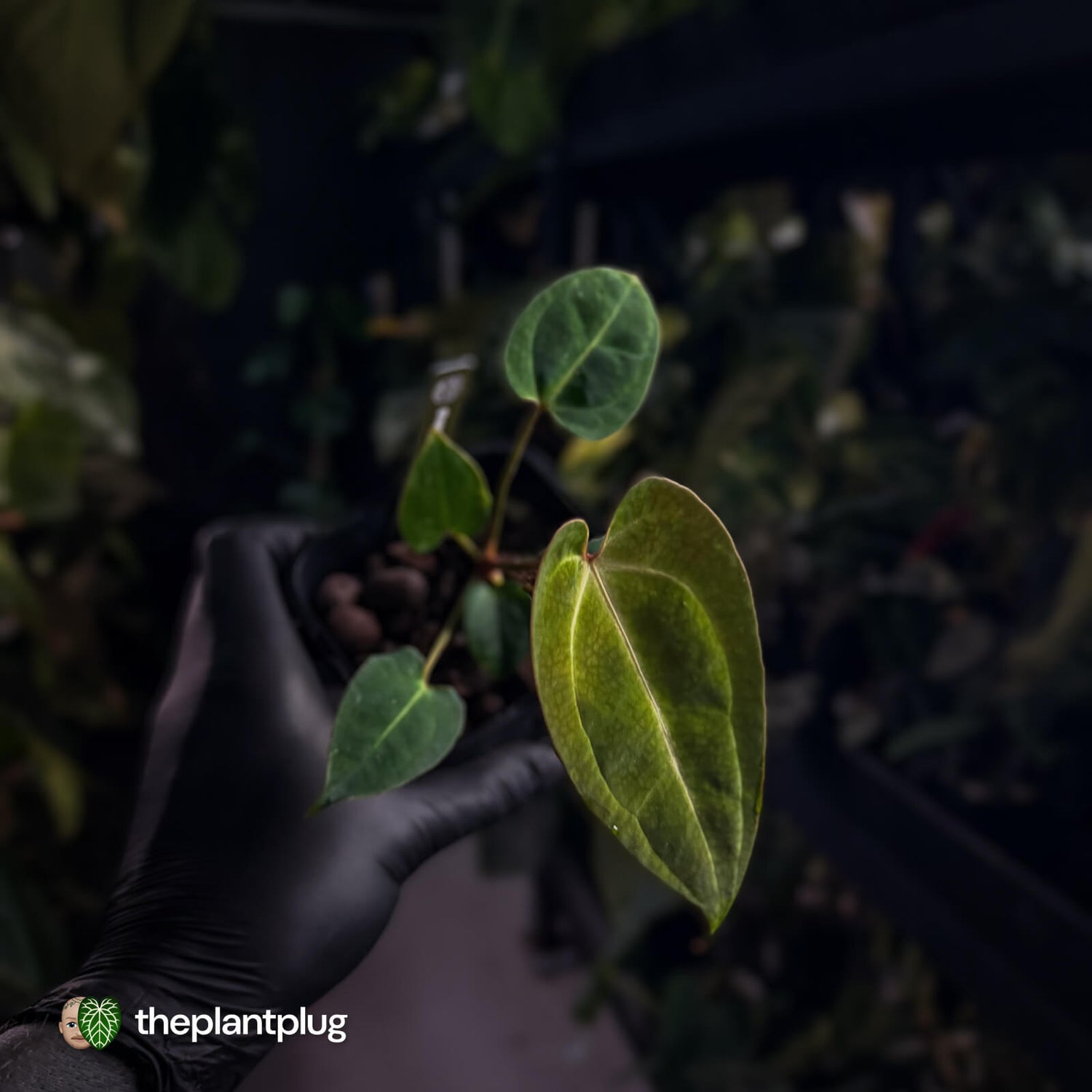 Anthurium (regale x SKGx) x besseae aff • first release 🤩