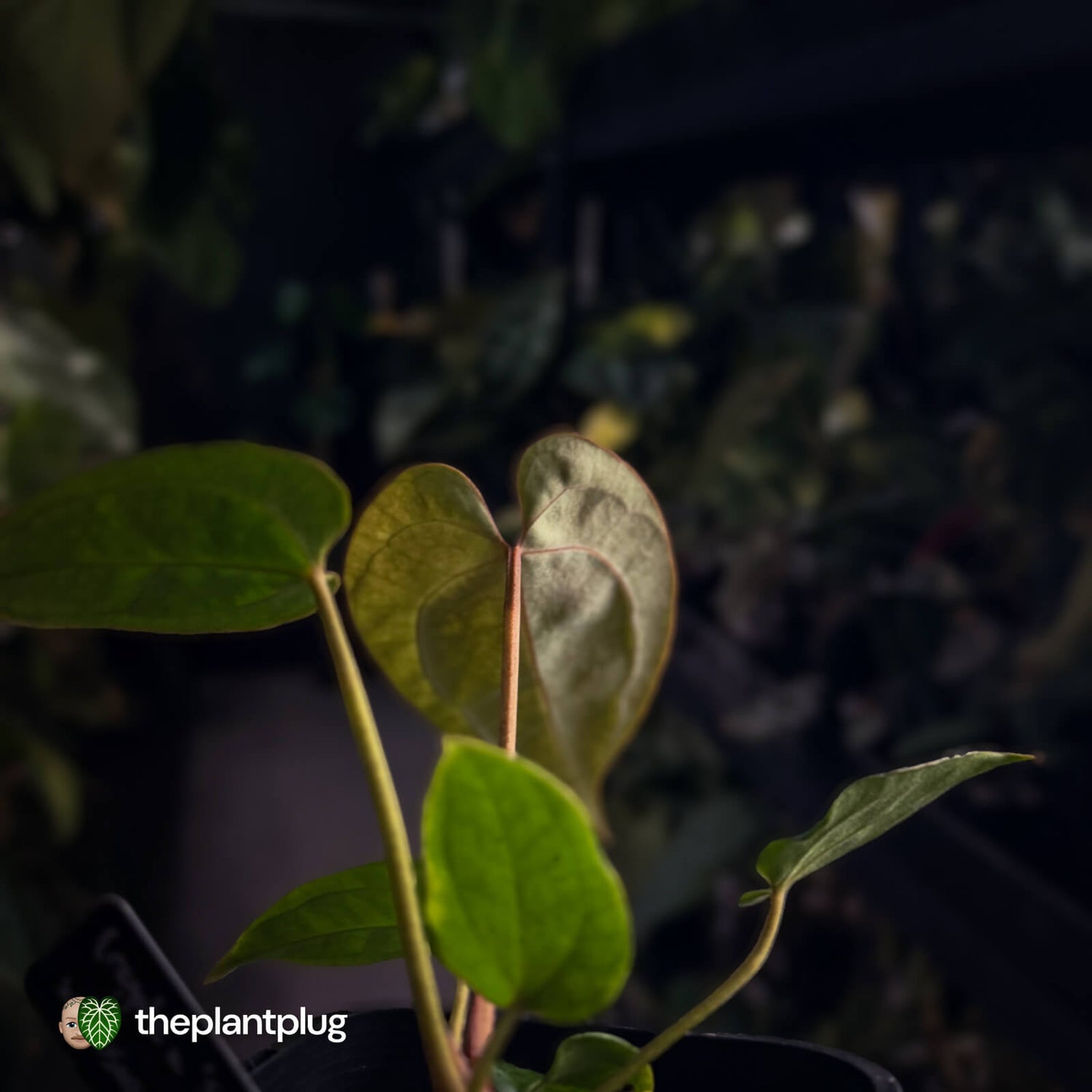 Anthurium (regale x SKGx) x besseae aff • first release 🤩