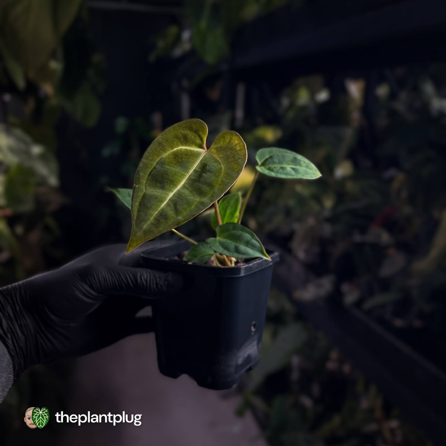 Anthurium (regale x SKGx) x besseae aff • first release 🤩