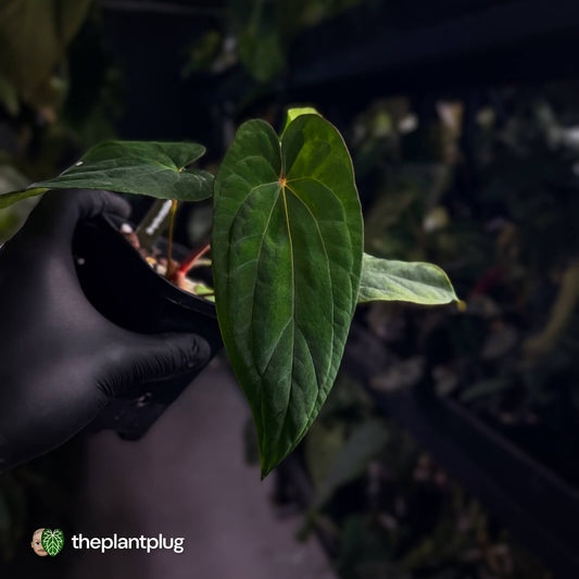 Anthurium 'Red Dark Phoenix' x ('Ace of Spades' x antolakii)