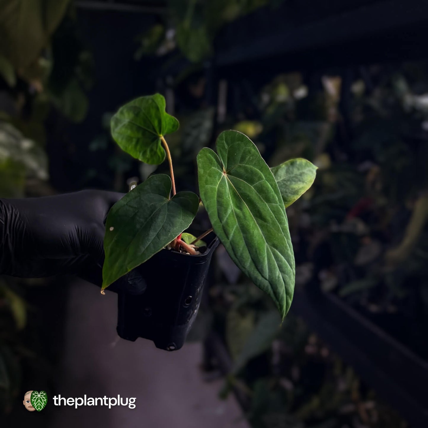 Anthurium 'Red Dark Phoenix' x ('Ace of Spades' x antolakii)