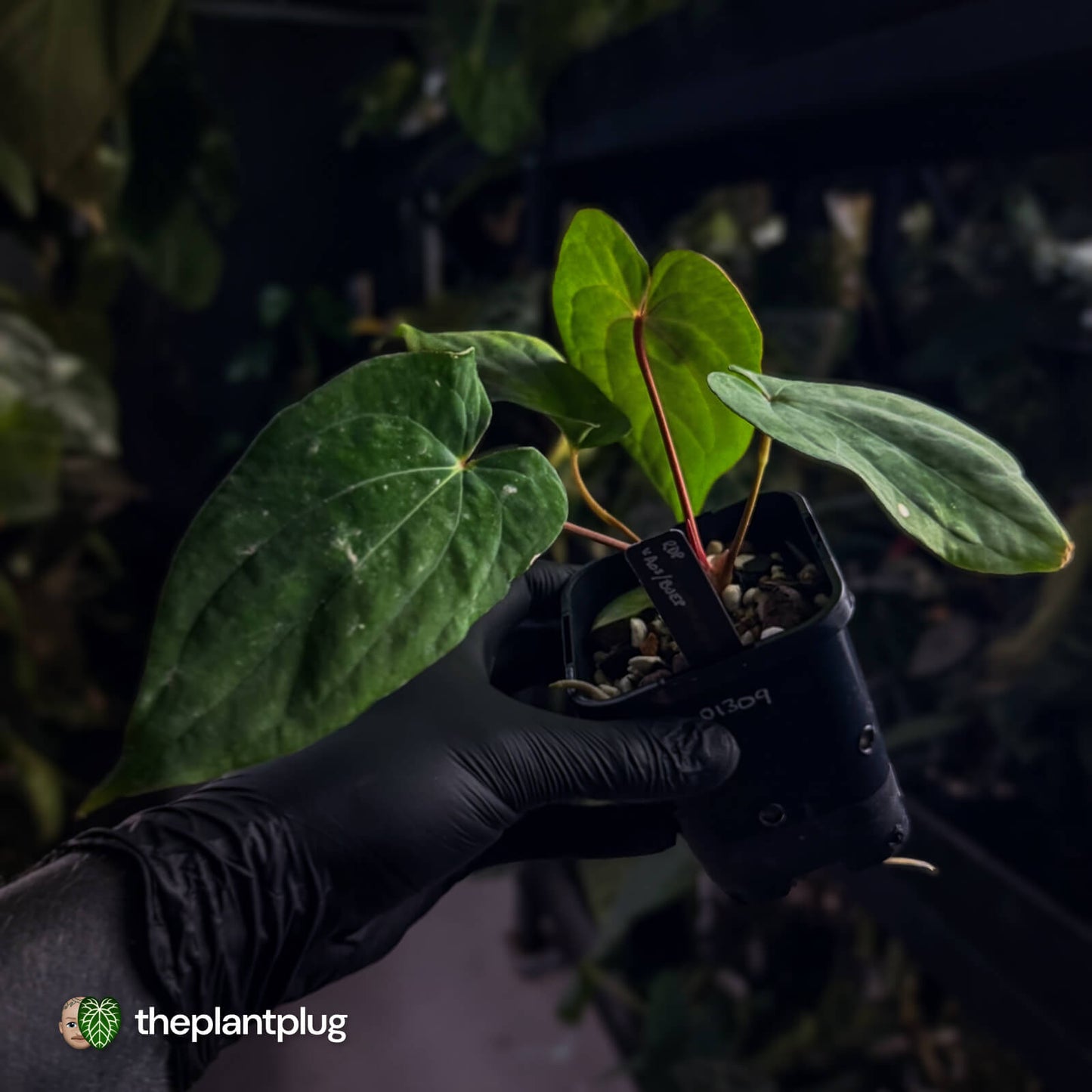 Anthurium 'Red Dark Phoenix' x ('Ace of Spades' x antolakii)