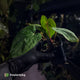 Anthurium 'Red Dark Phoenix' x ('Ace of Spades' x antolakii)