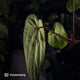 Anthurium 'Red Dark Phoenix' x ('Ace of Spades' x antolakii)