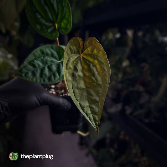 Anthurium #Magma x (papillilaminum x dressleri)