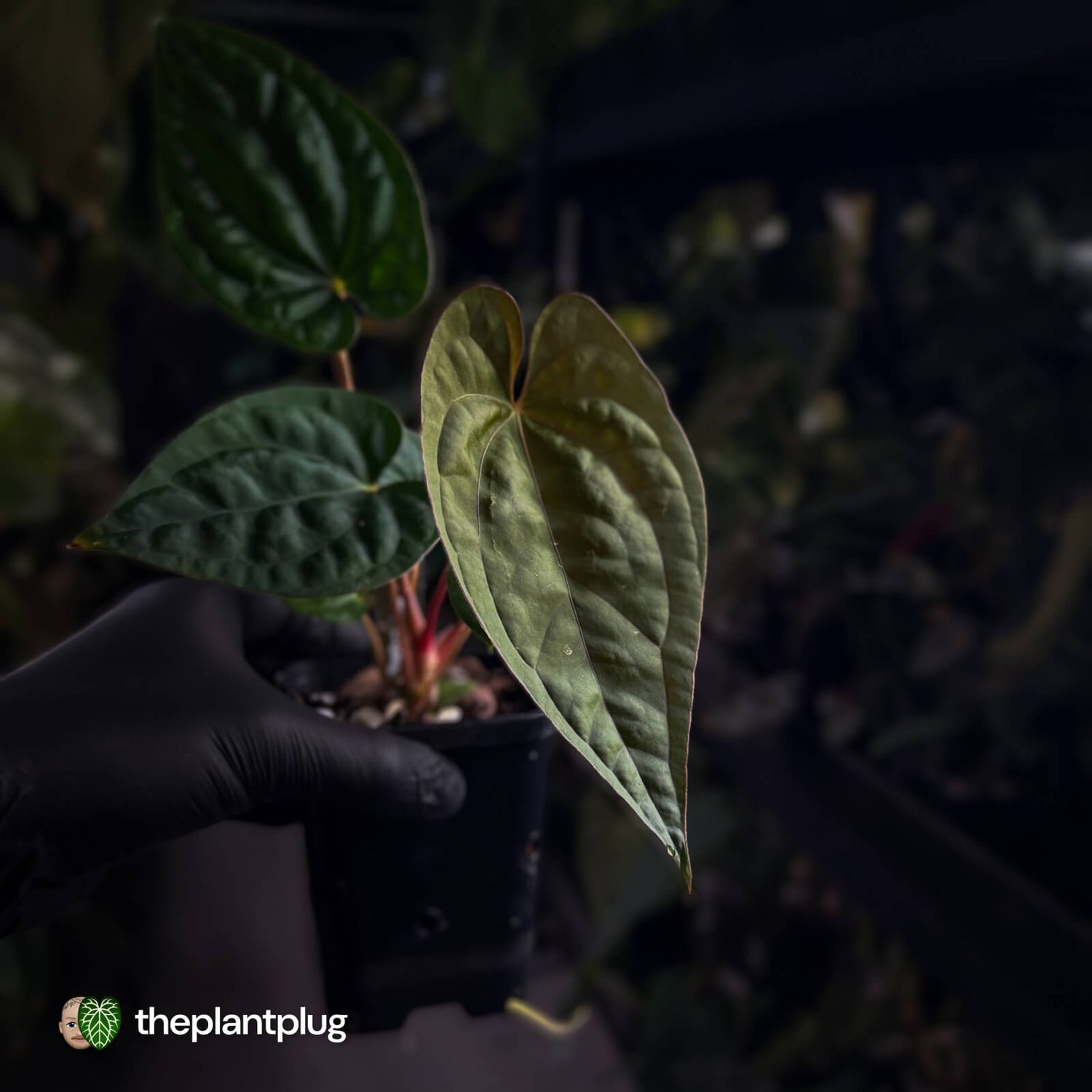Anthurium #Magma x (papillilaminum x dressleri)