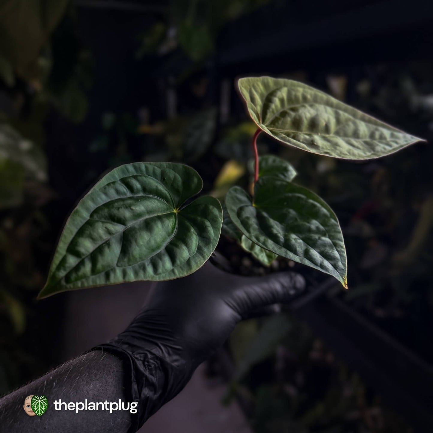 Anthurium #Magma x (papillilaminum x dressleri)