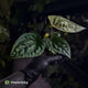 Anthurium #Magma x (papillilaminum x dressleri)