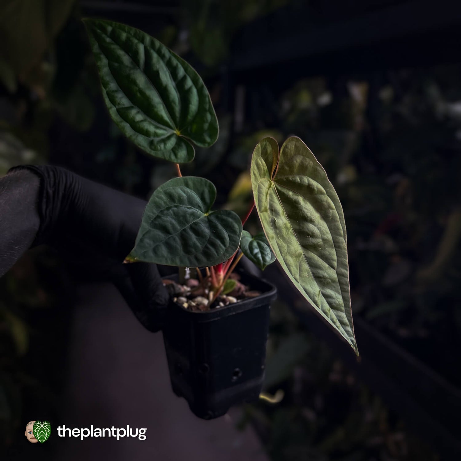 Anthurium #Magma x (papillilaminum x dressleri)
